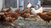 أسعار الدواجن اليوم: انخفاض طفيف في الفراخ البيضاء وارتفاع في البلدي