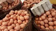 استقرار أسعار البيض اليوم الإثنين في بورصة الدواجن والمحال التجارية