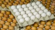 استقرار أسعار كرتونة البيض اليوم الجمعة في بورصة الدواجن ومحال الجملة