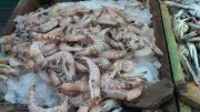 أسعار السمك والجمبري اليوم: ارتفاع ملحوظ في البوري والبلطي والجامبو