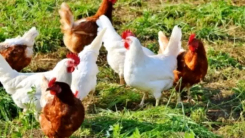 استقرار أسعار الدواجن في عيد الفطر: البيضاء تصل إلى 125 جنيها للكيلو