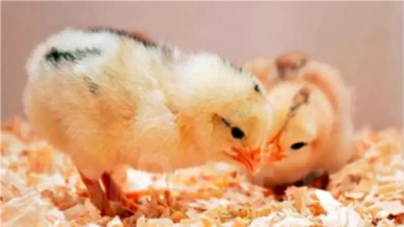 أسعار الكتاكيت في بورصة الدواجن اليوم السبت 14 مارس 2026: الكتكوت الأبيض يبدأ من 5 جنيهات