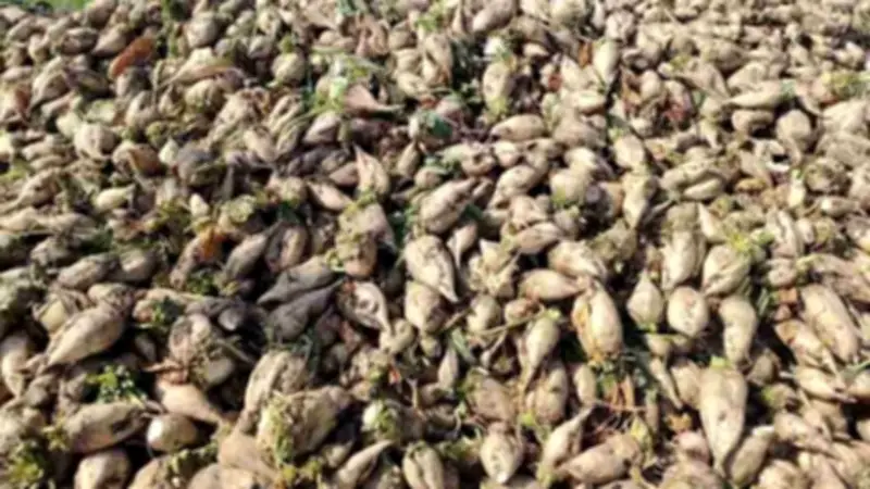 مدير زراعة بورسعيد يعلن بدء حصاد 167 فدانًا من بنجر السكر في المحافظة