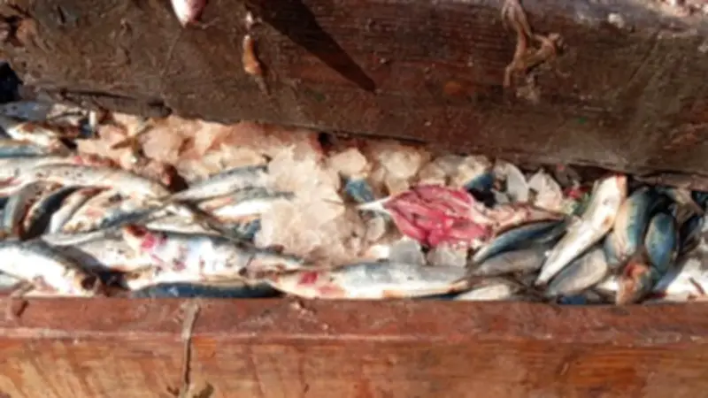 الفيوم: ضبط سيارة محملة بـ 1675 كيلو أسماك فاسدة في حملة تموينية مكبرة