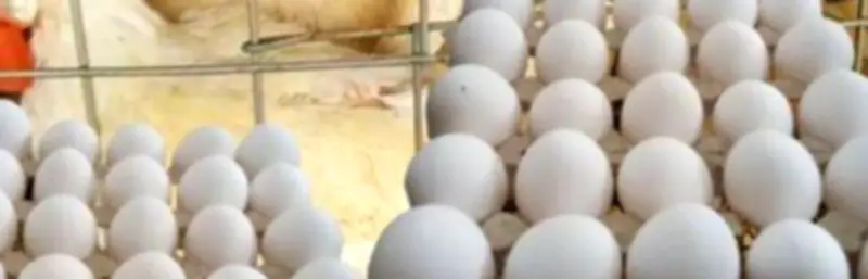 بائع البيض في شوارع القاهرة عام 1974: صورة نادرة تروي قصة كفاح يومي