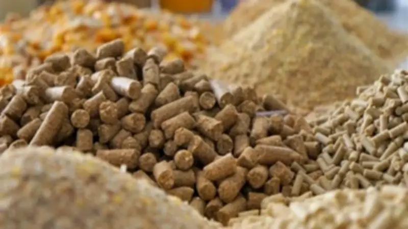 قفزة صاروخية في أسعار الصويا: 2300 جنيه زيادة في الطن تؤثر على سوق الأعلاف