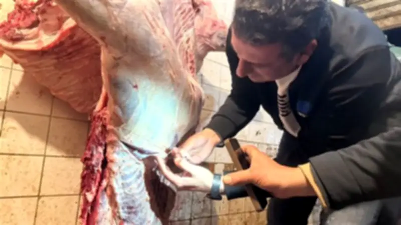 ضبط 242 كيلو لحوم مذبوحة خارج المجازر و570 كيلو دهون فاسدة في حملة تموينية بطنطا