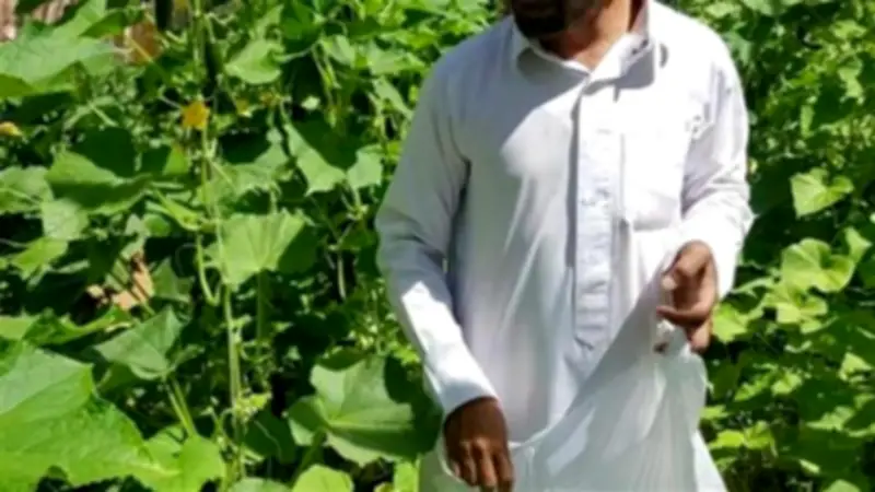 مصر تخطط لمضاعفة مساحات النباتات الطبية والعطرية إلى 250 ألف فدان بحلول 2030