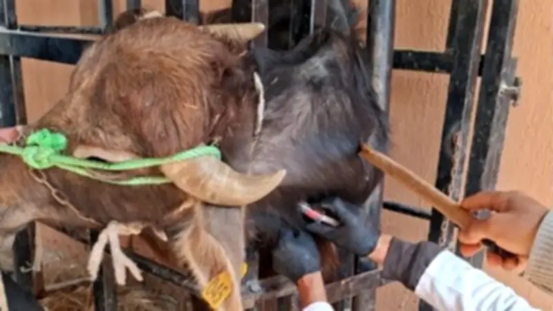 الطب البيطري بالشرقية يفحص 2770 رأس ماشية لمكافحة البروسيلا والسل البقري