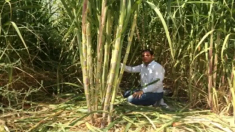 التموين: توريد 2.9 مليون طن قصب وإنتاج 306 آلاف طن سكر لتحقيق الاستقرار في السوق