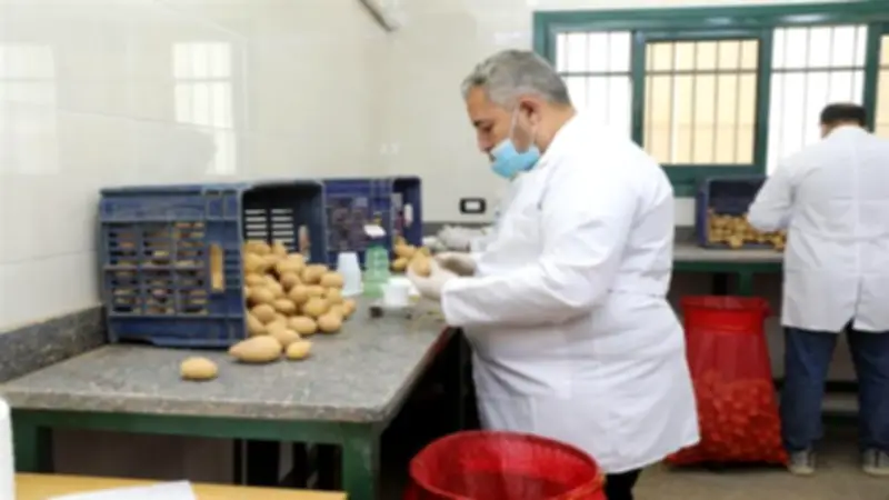 وزارة الزراعة تفحص 290 ألف طن بطاطس للتصدير خلال فبراير ضمن جهود تعزيز الجودة