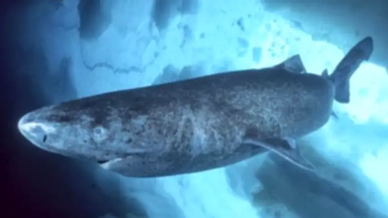 قرش جرينلاند: الحقيقة العلمية وراء الصورة الفيروسية لعمر 392 عاماً