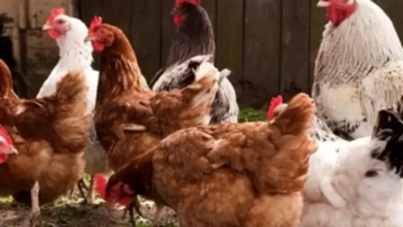 انخفاض أسعار الدواجن يصل إلى 5 جنيهات للكيلو اليوم السبت 28 مارس 2026