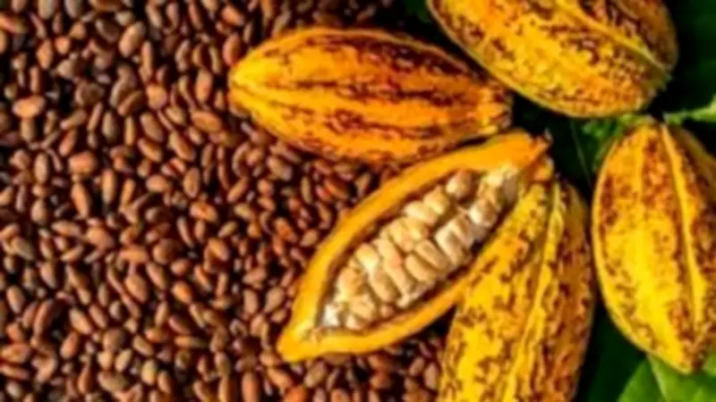 كوت ديفوار تخفض سعر الكاكاو للمزارعين بنسبة 57% لمواجهة أزمة السوق العالمية