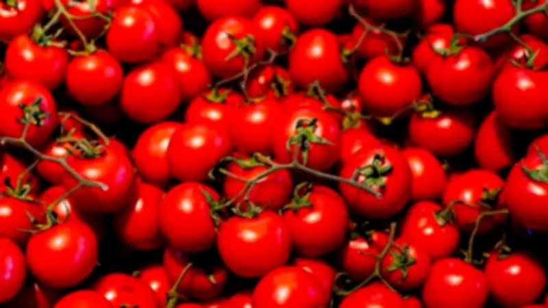 ارتفاع أسعار الطماطم إلى 65 جنيهاً في أسواق المنيا اليوم الجمعة 27 مارس 2026