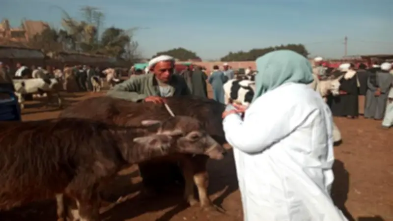 وزارة الزراعة تفحص أكثر من 735 ألف حيوان وطائر خلال فبراير في حملة مكثفة للترصد الوبائي