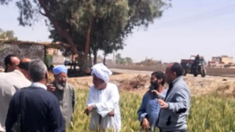 وزارة الزراعة تعلن تجهيز 79 ألف شيكارة تقاوي قطن استعداداً لموسم 2026
