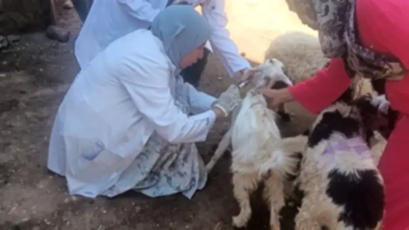 جامعة سوهاج تعالج 980 حيوانًا في قافلة بيطرية بقرية المدمر ضمن مبادرة حياة كريمة