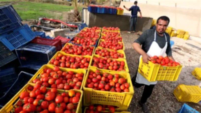 تعطل تصدير الحاصلات المصرية بعد إغلاق الأجواء.. والحكومة تتحرك بخطة عاجلة