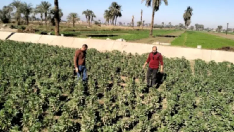 وزارة الزراعة المصرية تؤكد: لا تأثير للحرب على إيران على صادراتنا الزراعية