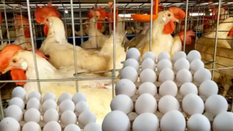 أسعار الدواجن تشتعل في بورصة اليوم: بانيه وفراخ وبيض تشهد ارتفاعاً ملحوظاً