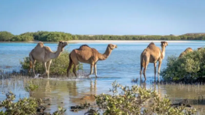 مين زينا محمية وادي الجمال: جنة طبيعية على أرض مصر تستحق الزيارة