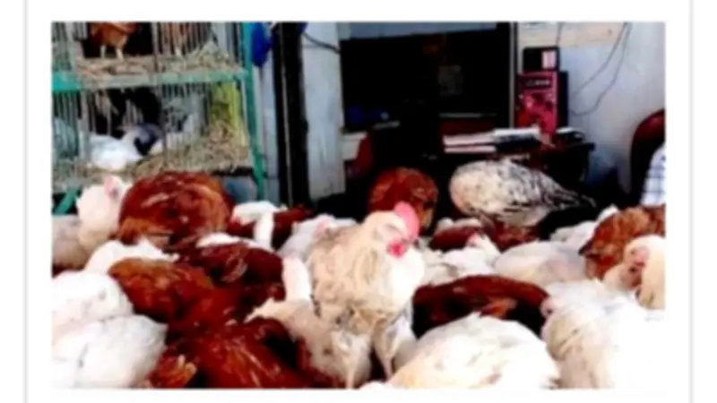 استقرار أسعار الدواجن في أسوان اليوم الخميس مع تفاصيل كاملة عن الأسعار