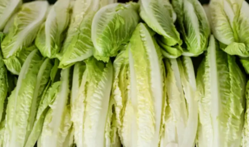 الخس على المائدة: سر الصحة الدائمة الذي ينصح به الخبراء