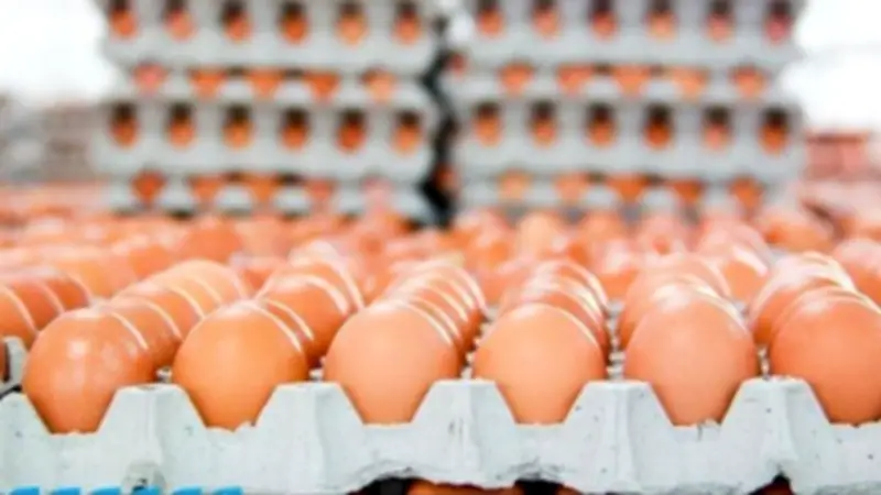 استقرار أسعار كرتونة البيض اليوم الجمعة في بورصة الدواجن ومحال الجملة