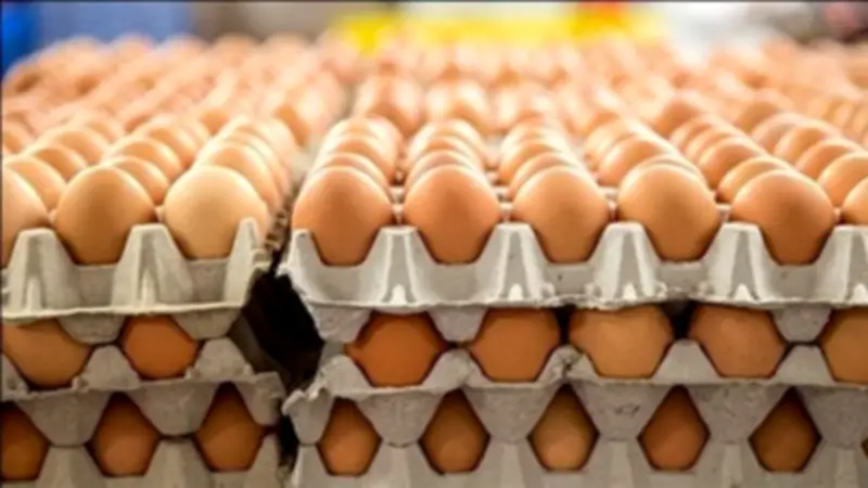 استقرار أسعار البيض اليوم في الأسواق المصرية خلال شهر رمضان