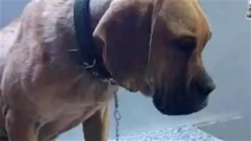 تحقيق أمني عاجل بعد تداول واقعة الاعتداء الوحشي على كلب في السويس