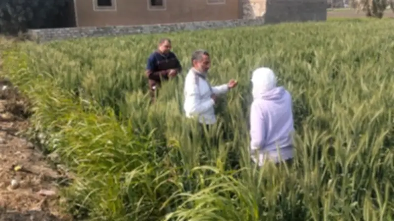 الفيوم تشهد تطوراً ملحوظاً في حقول القمح ضمن الحملة القومية للنهوض بالمحصول الاستراتيجي
