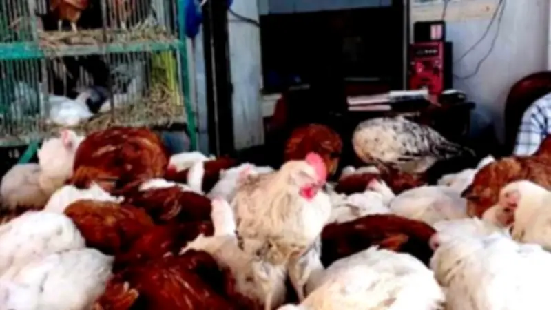 ارتفاع قياسي في أسعار الدواجن والبيض يضغط على ميزانيات الأسر المصرية