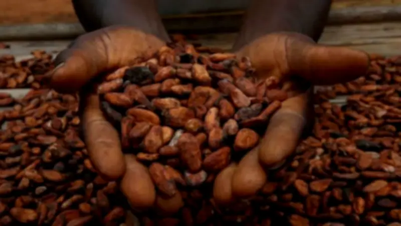 أمطار غزيرة تعزز آفاق محصول الكاكاو في كوت ديفوار حتى أغسطس