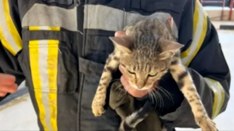 الحماية المدنية بالقاهرة تنقذ قطة عالقة بكوبري حسب الله الكفراوي باستخدام سلم هيدروليكي