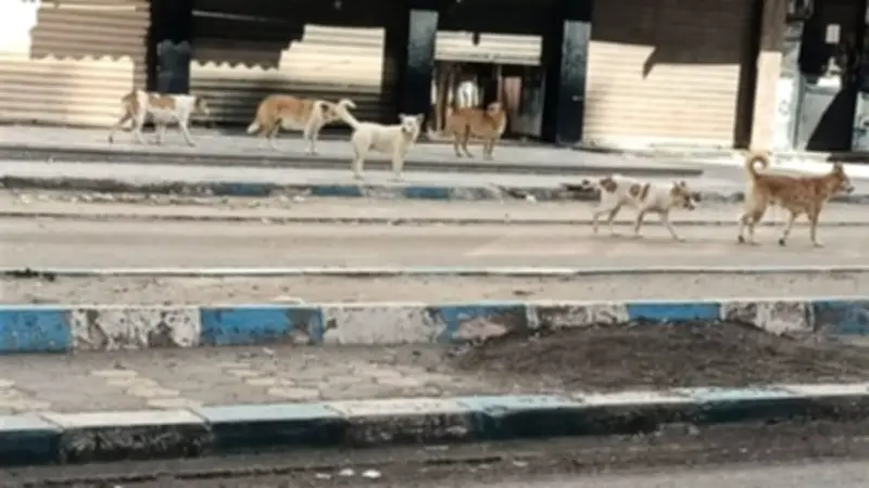 مطروح تشن حملة بيطرية مكثفة لتطعيم الكلاب الحرة والحد من انتشار السعار