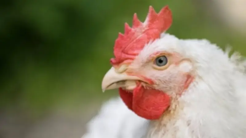 انخفاض جديد في أسعار الفراخ البيضاء يخفف العبء عن المواطنين في رمضان