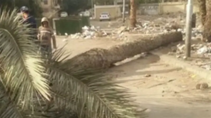 مصرع مسن في طنطا بعد سقوط نخلة عليه بسبب الرياح الشديدة