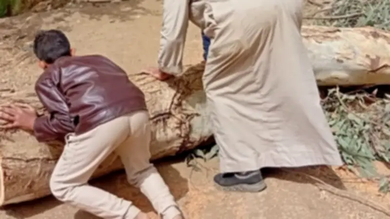 رياح عاتية تتسبب في سقوط شجرة كافور وقطع أسلاك كهربائية في المنوفية