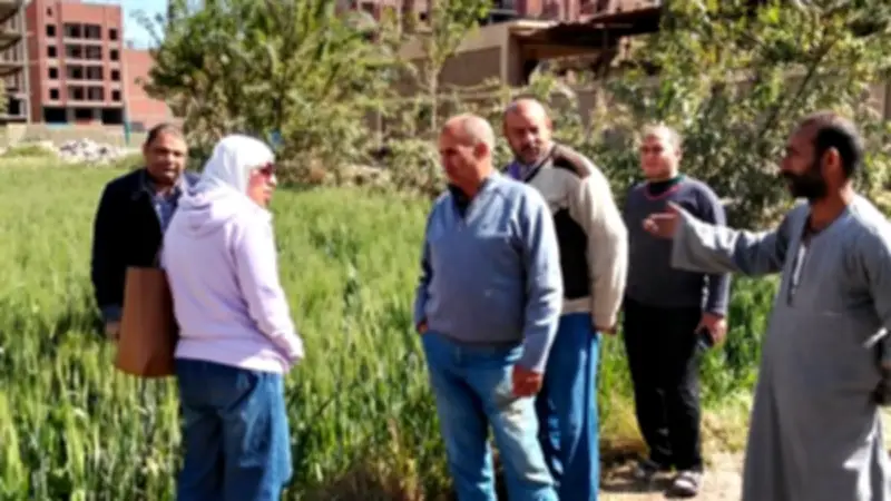 الفيوم تنظم حقلاً إرشادياً للقطن وتتابع حقول القمح على المصاطب لتعزيز الإنتاجية