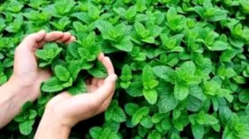 النعناع: عشبة متعددة الفوائد لعلاج القولون العصبي وتحسين التنفس