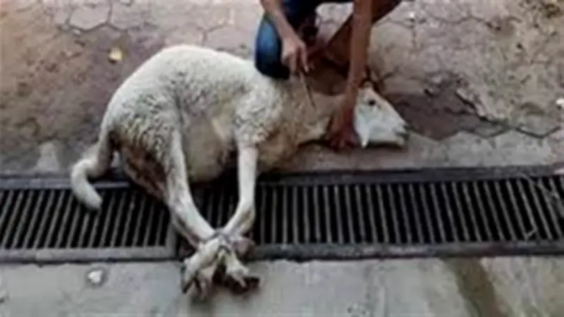 تفسير رؤية الذبح في المنام: بين الخير والربح والتحذيرات من الظلم