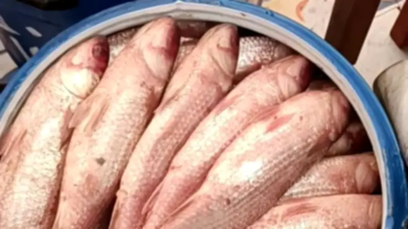 نصائح ذهبية لتقليل أضرار تناول الفسيخ والرنجة في عيد الفطر