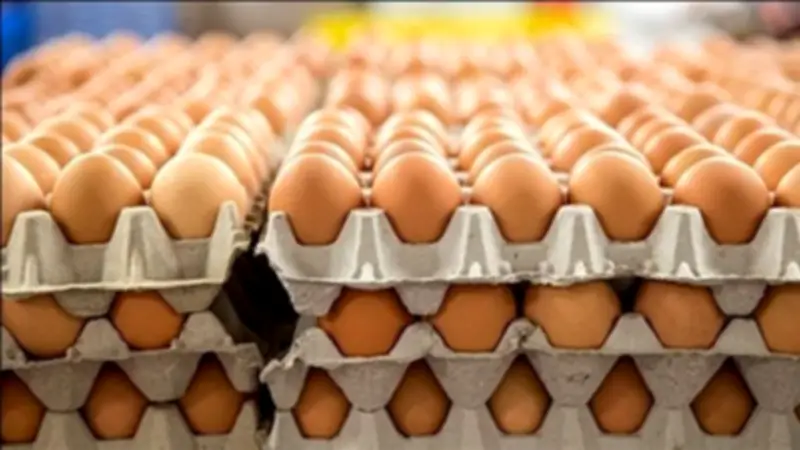 استقرار أسعار كرتونة البيض اليوم الأربعاء في بورصة الدواجن ومحال الجملة