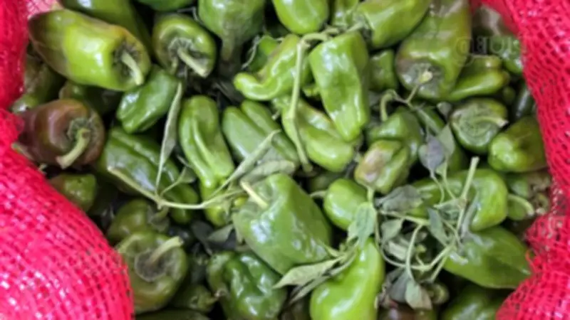 ارتفاع أسعار الفلفل واستقرار الخضروات في أسواق المنيا اليوم الخميس