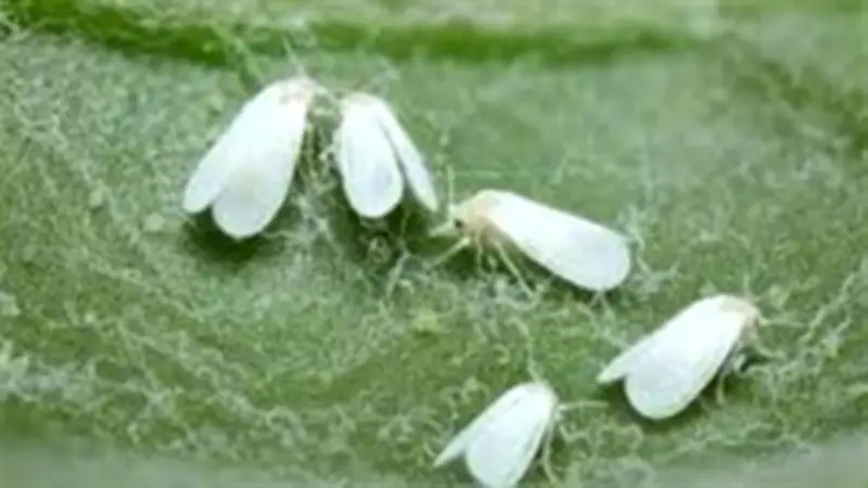 هيئة الدواء المصرية تحظر مبيد كلوروبيرفوس استجابة لتحذيرات برلمانية من مخاطر المبيدات غير الآمنة