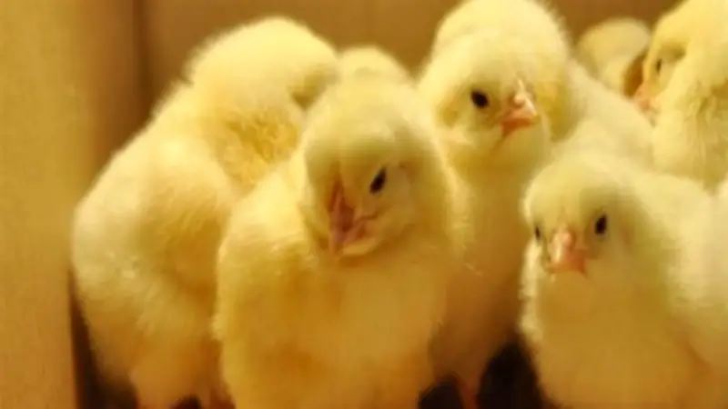 استقرار أسعار الكتاكيت والبط في بورصة الدواجن خلال أيام عيد الفطر