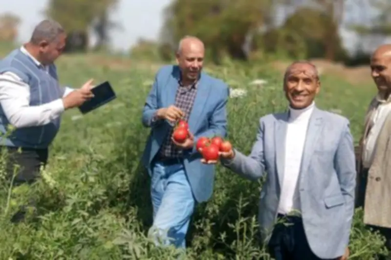 مدير معهد بحوث البساتين يوجه بالتوسع في زراعة هجن الطماطم الجديدة خلال المواسم المقبلة