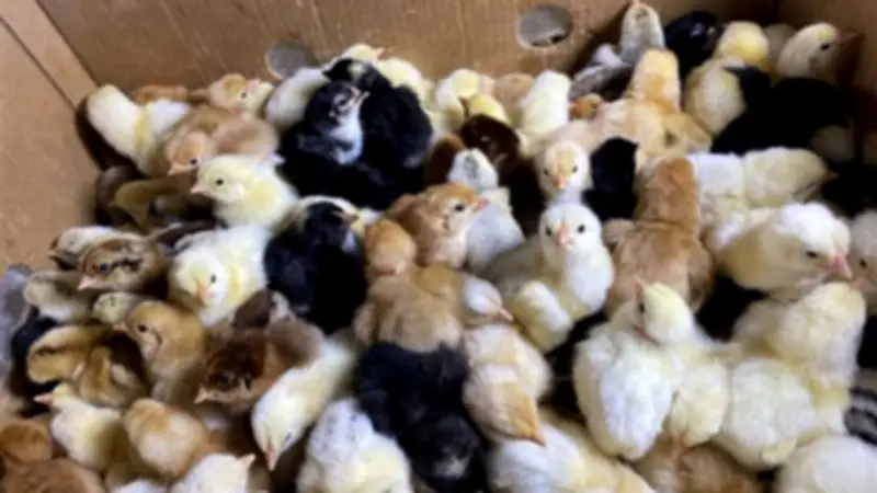 ارتفاع قياسي في أسعار الكتاكيت والبط اليوم ببورصة الدواجن