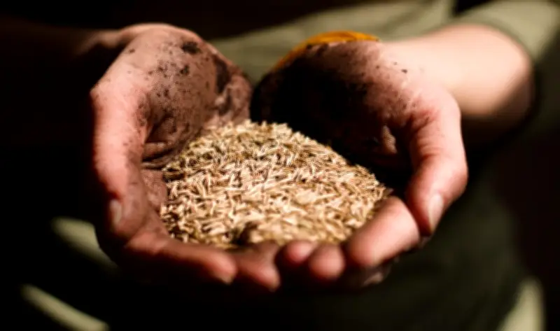 دراسة تحذر من اتساع فجوة الأمن الغذائي بين الدول العربية